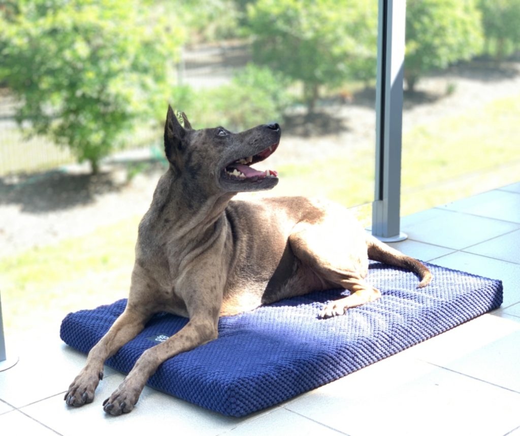 Dog Joy Mindfulness