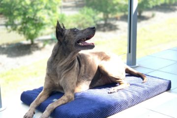 Dog Joy Mindfulness